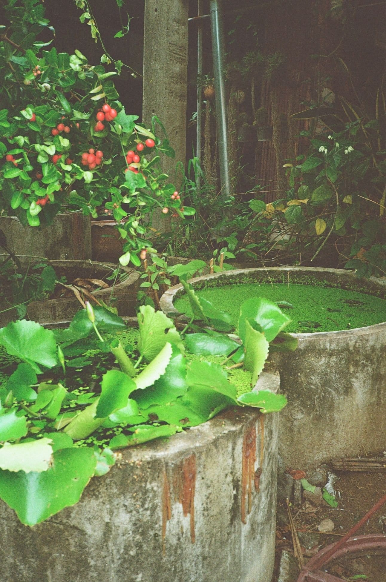 Water gardens stocked with little fish that eat mosquito larva.