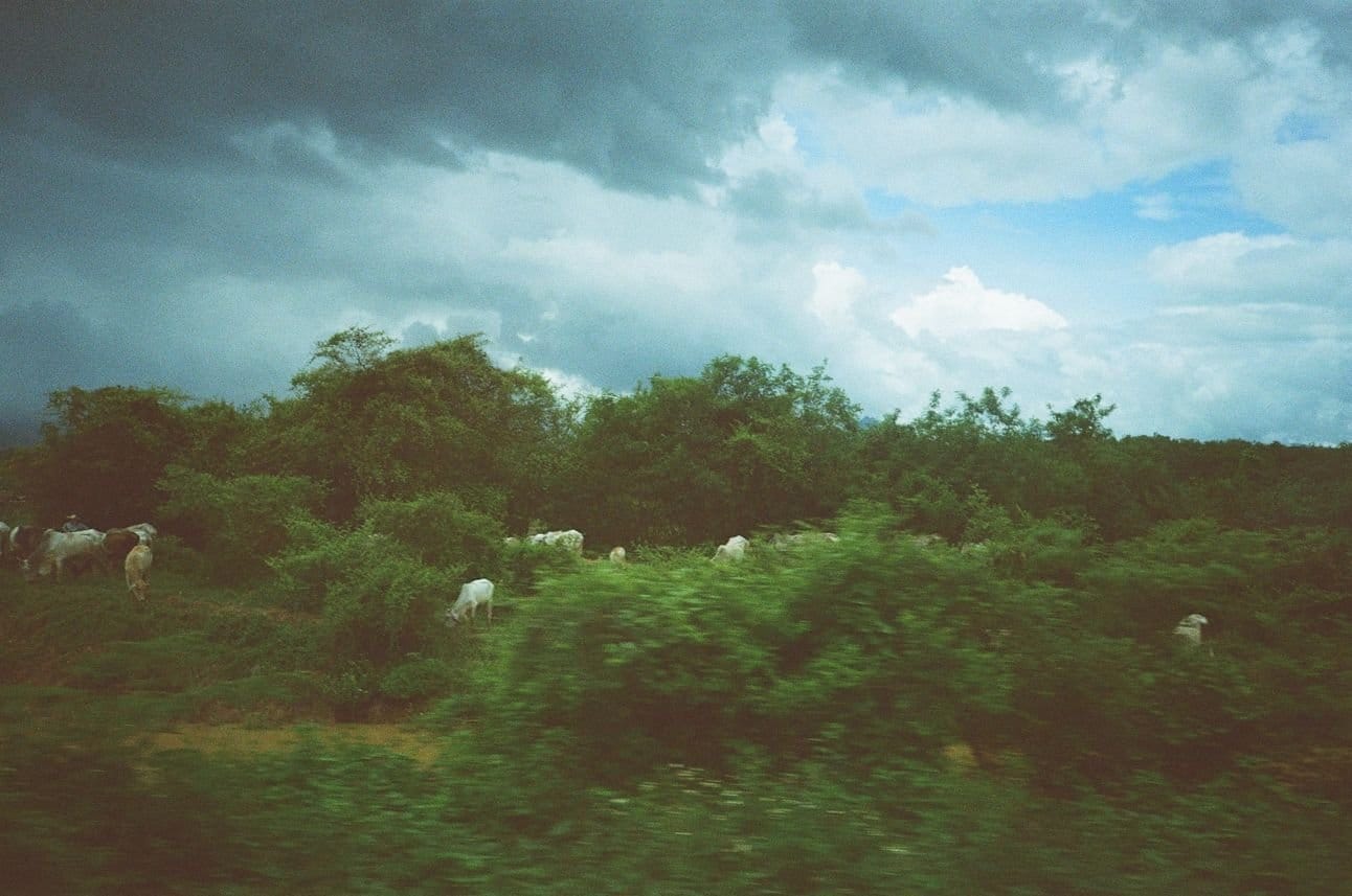 Water buffalo grazing.