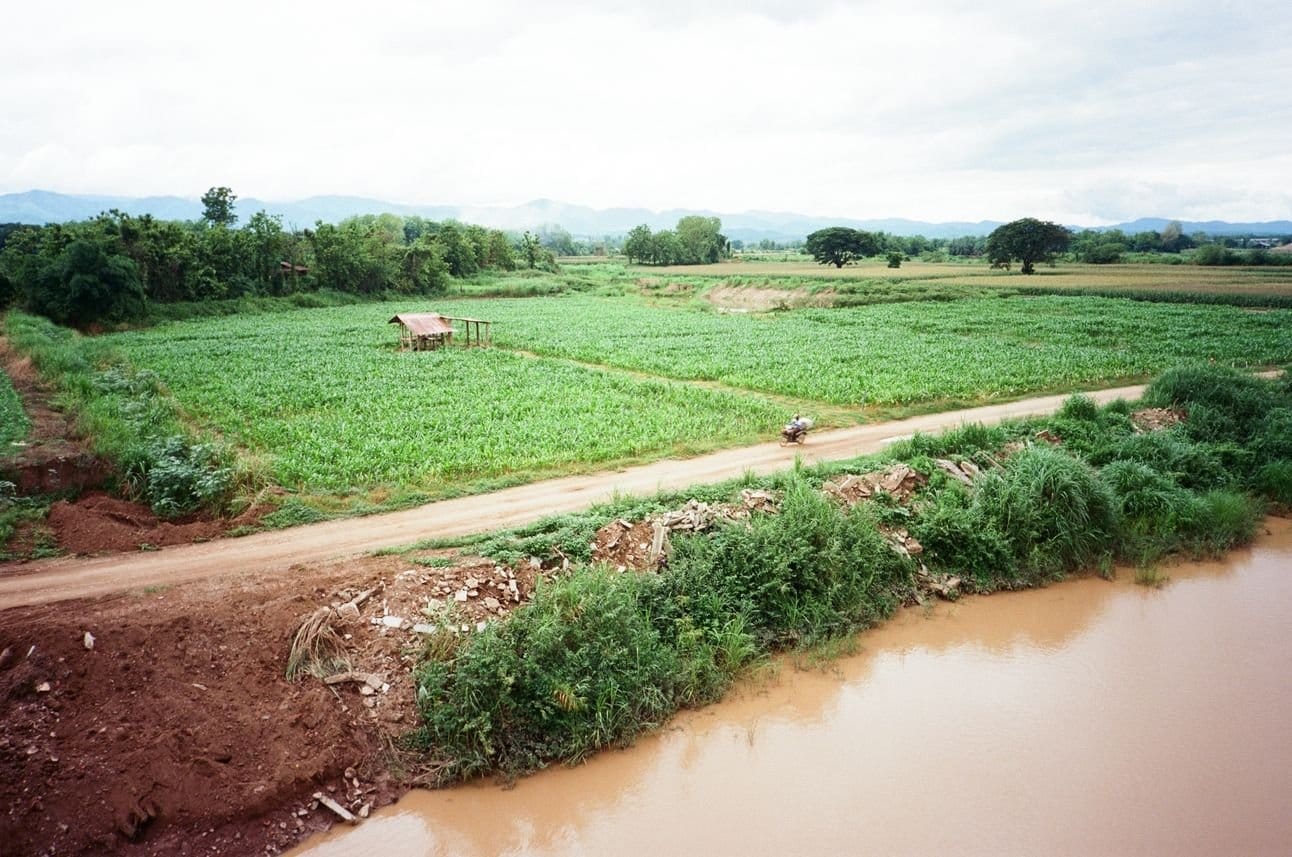 Corn fields with a Sala--a shelter for farmers to rest under.