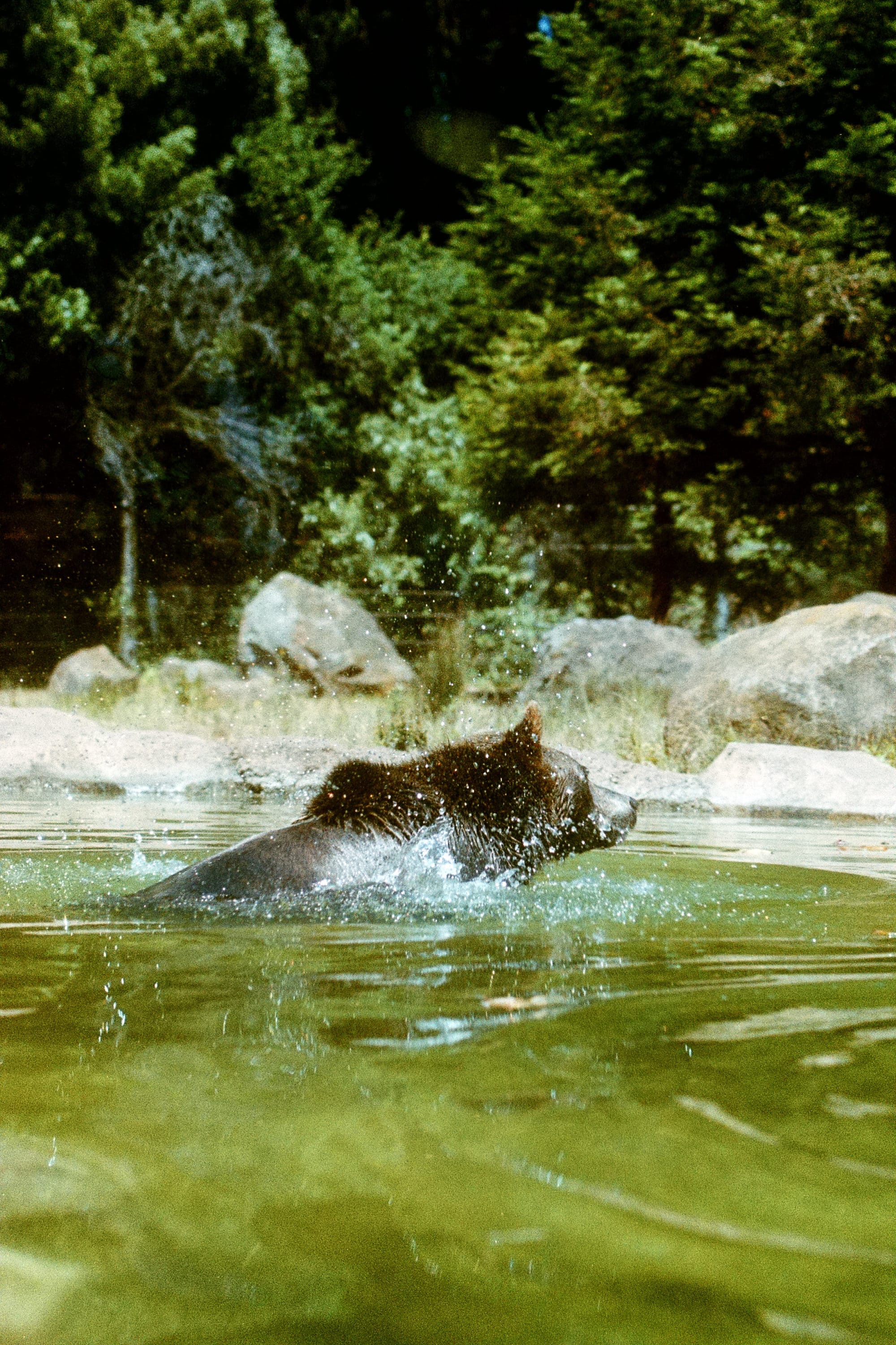 Leica R3 + Summicron-R 90mm + Superia 400