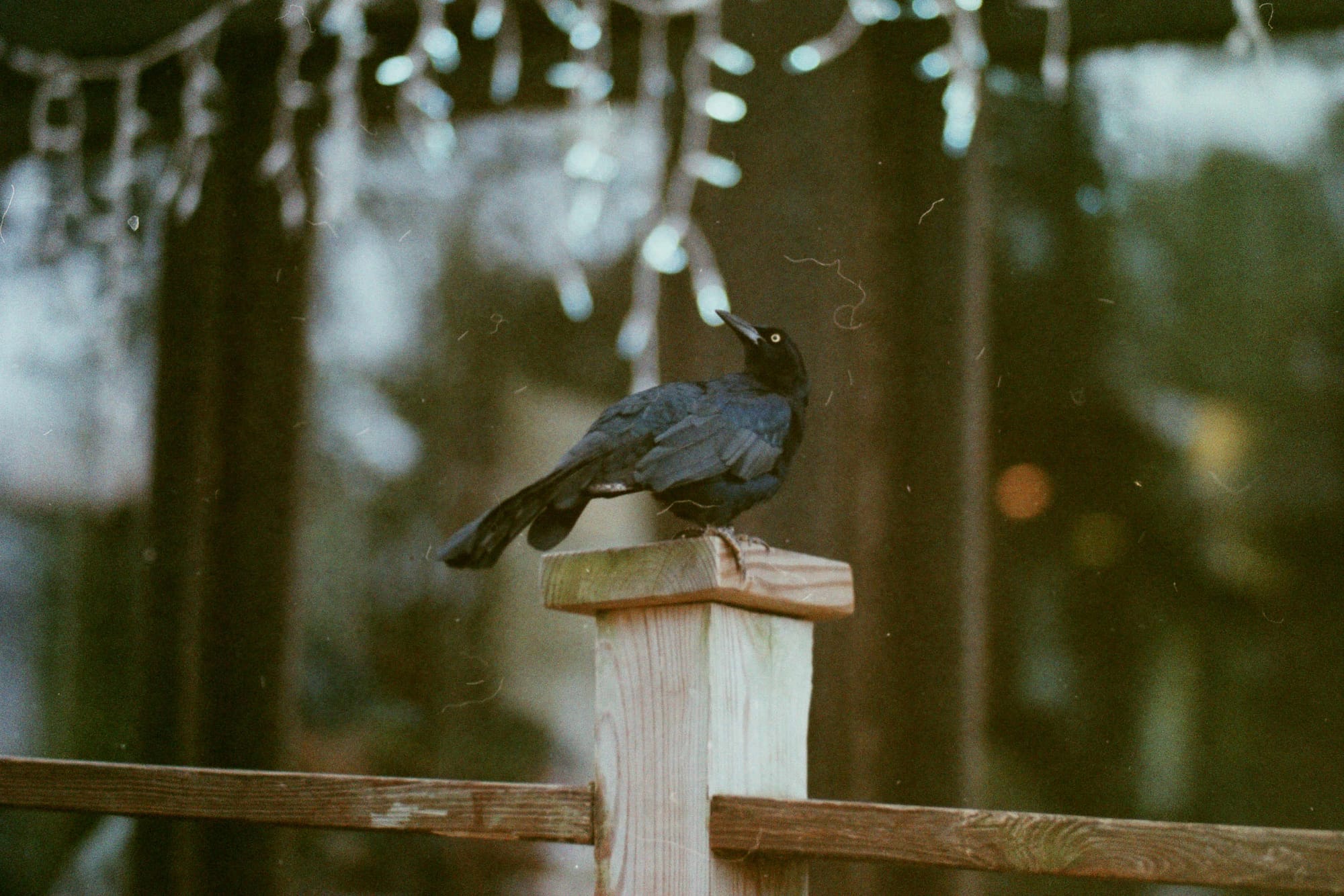  Leica R3 + Summicron-R 90mm + Fujicolor C200 