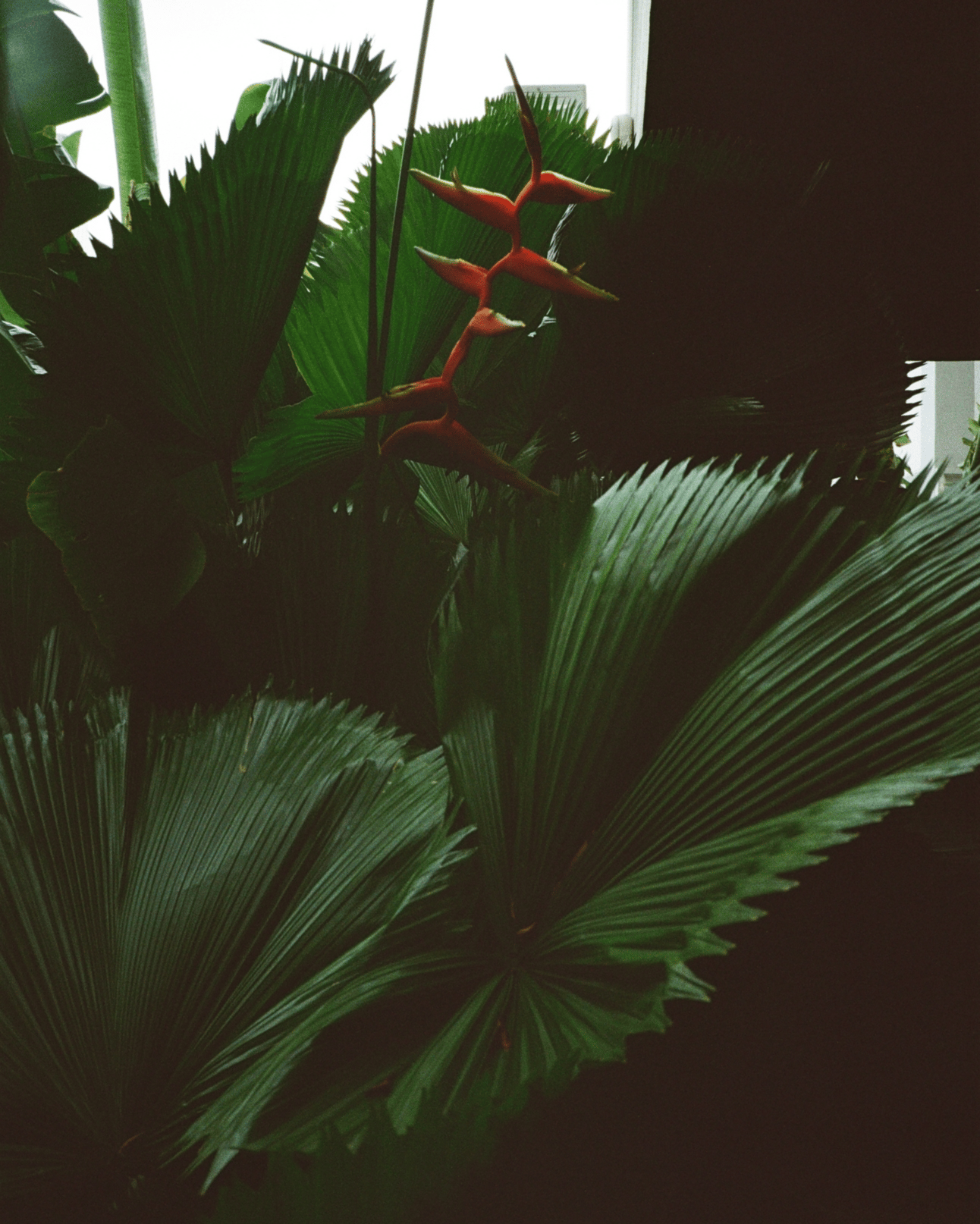 A Bird of Paradise.