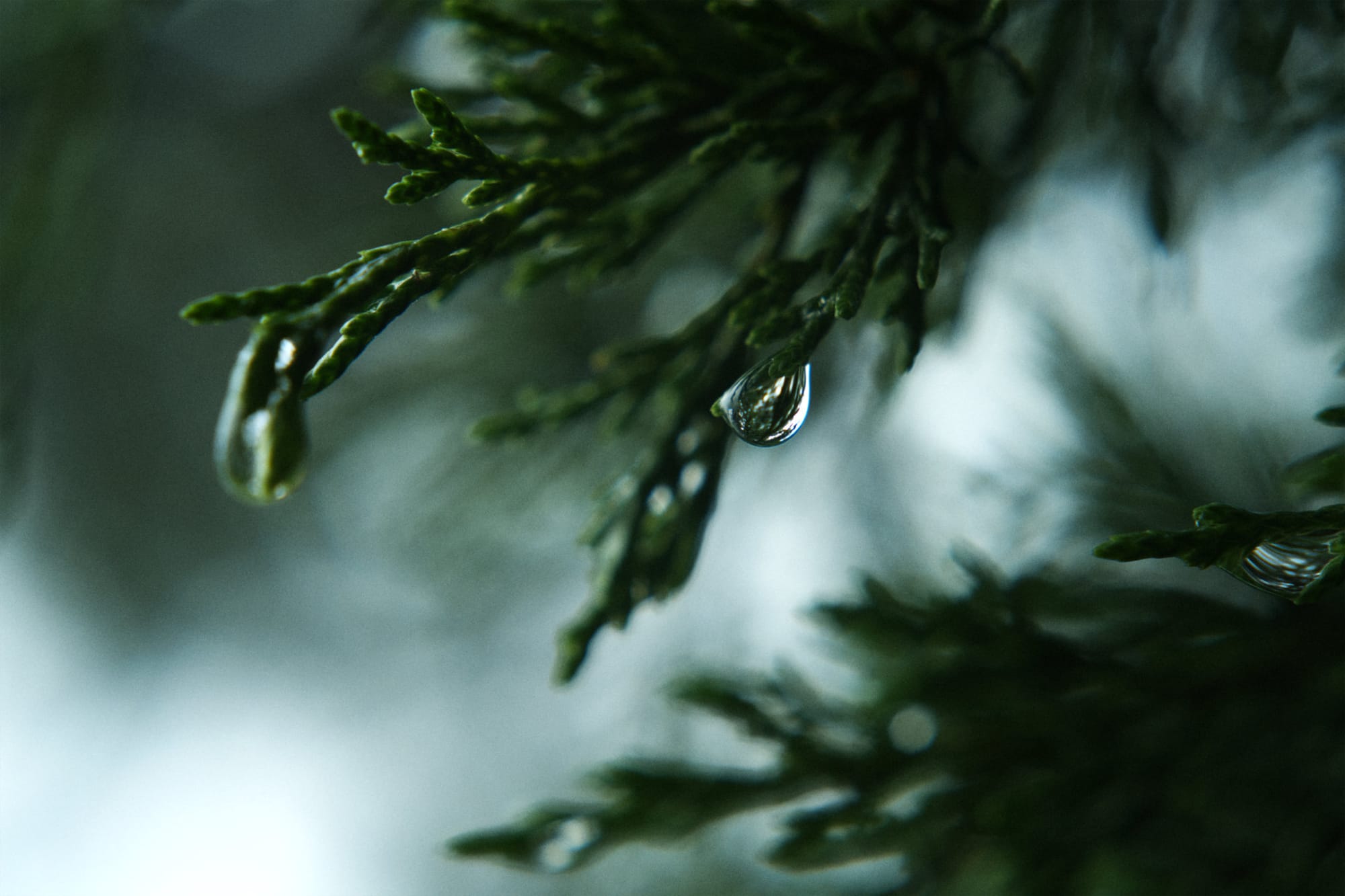 sigma fp / summicron 90mm