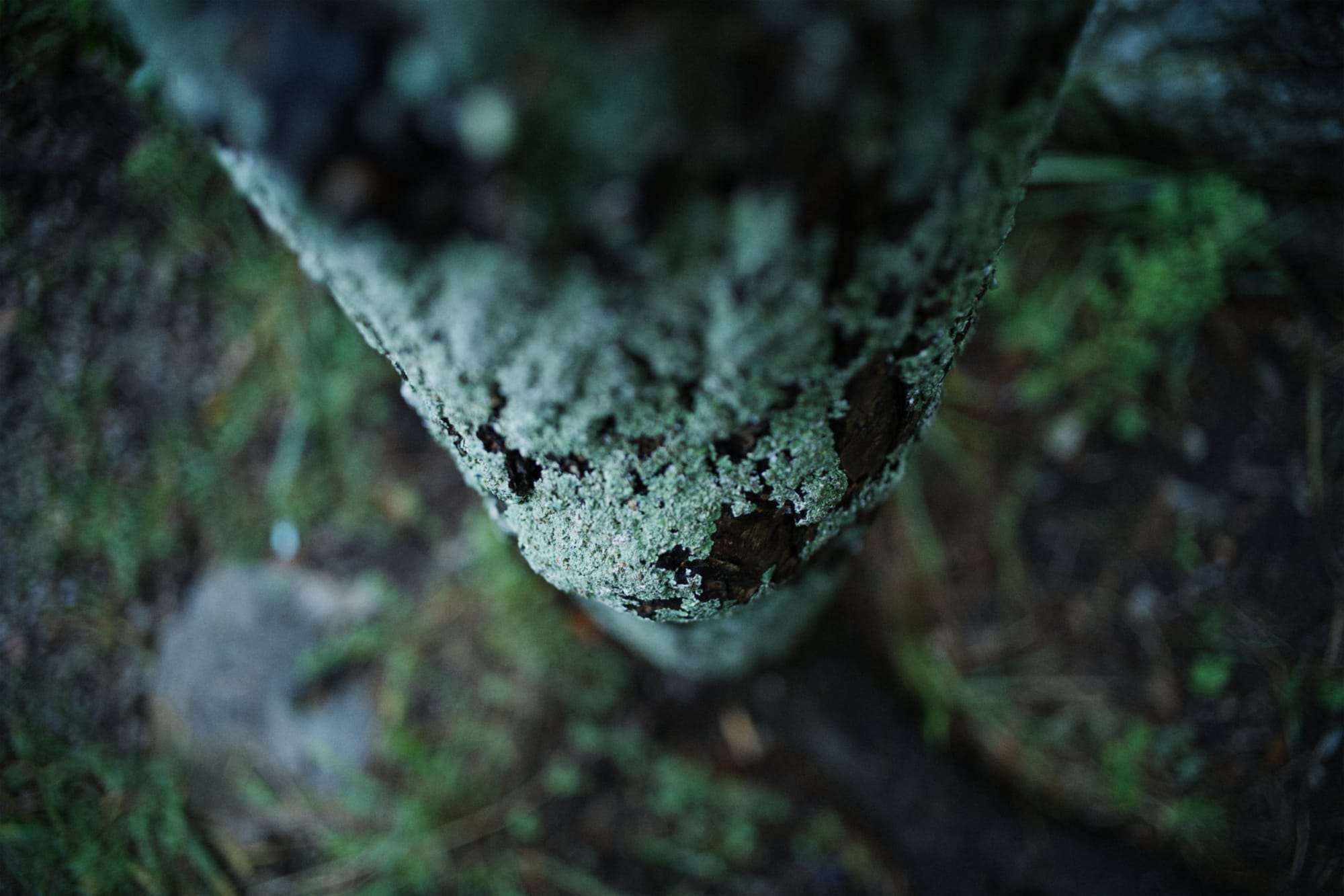 sigma fp / elmarit 28mm