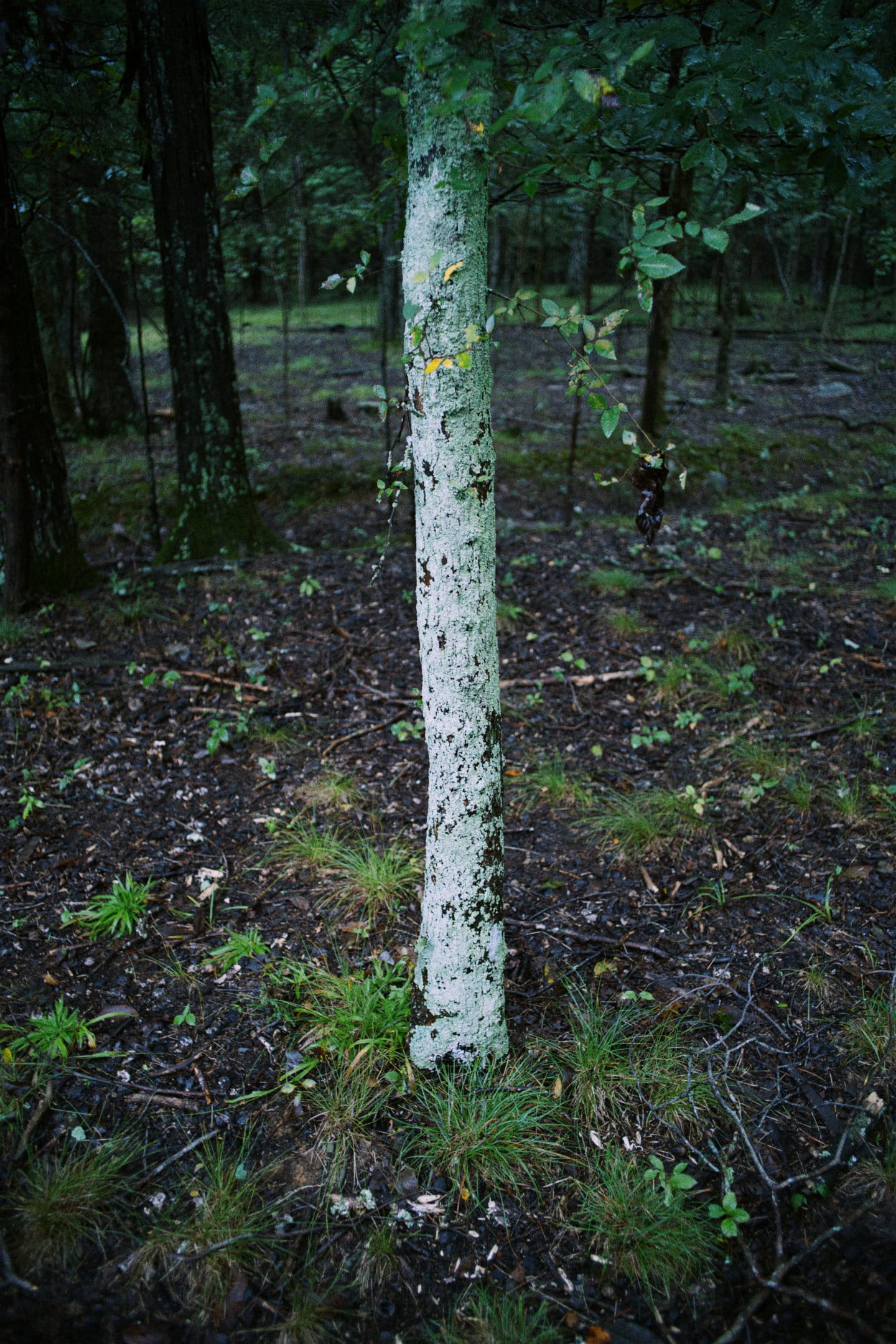 sigma fp / elmarit 28mm