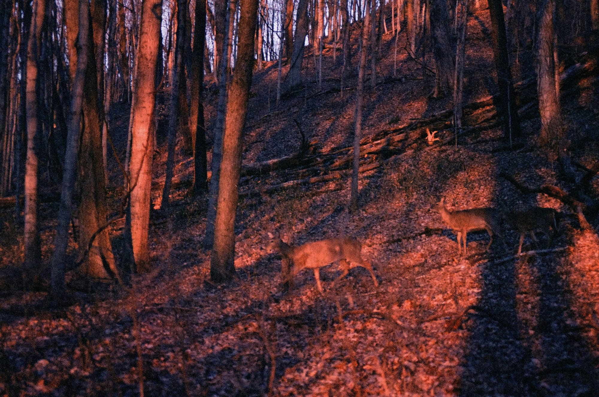 Leica R3 + Summicron-R 90mm + Kodak 400 (expired)