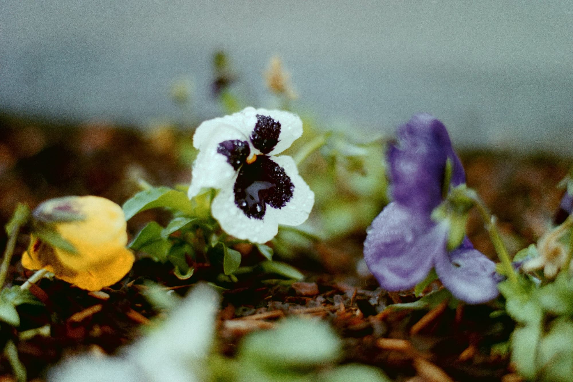 Leica R3 + Summicron-R 90mm + Superia 400