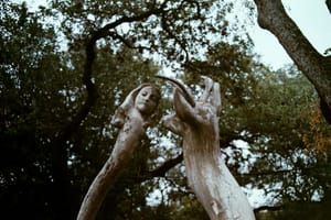 The Forest