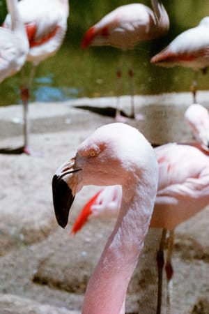 Avian