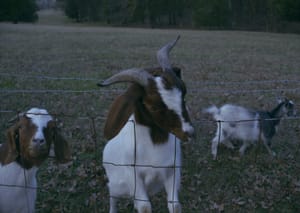 Goats Three